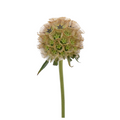 Ping Pong Scabiosa — wholesale