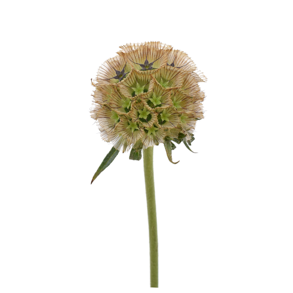 Ping Pong Scabiosa — wholesale