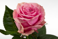 Scandal Rose, wholesale lavender roses