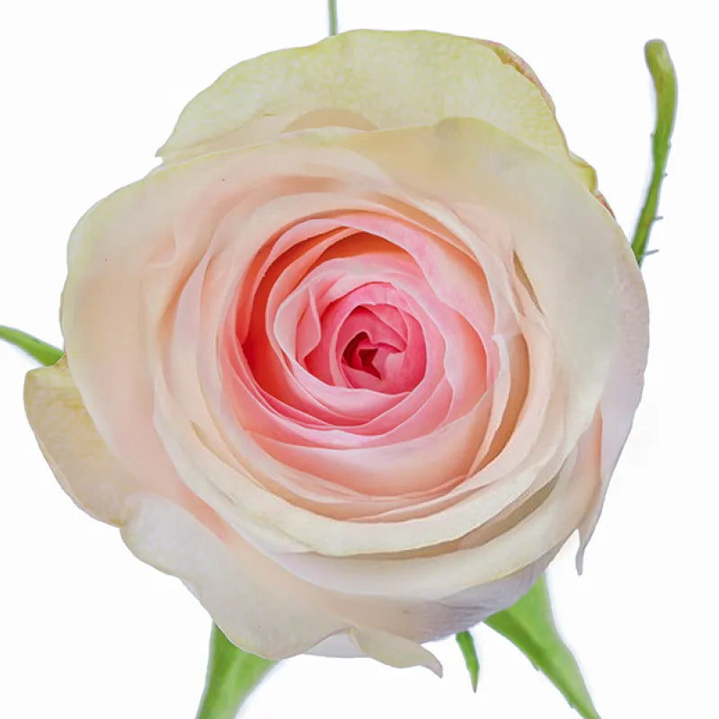 Señorita Rose