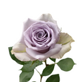 Shocking Blue — wholesale roses