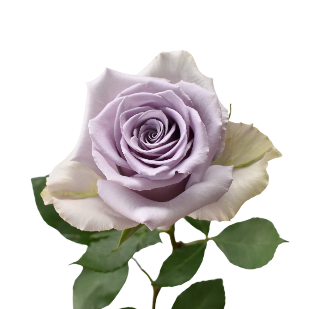 Shocking Blue — wholesale roses