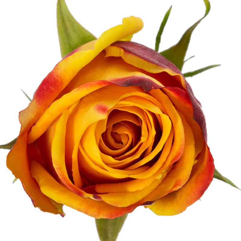 Silantoi Rose