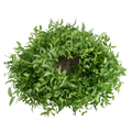 Smilax — wholesale