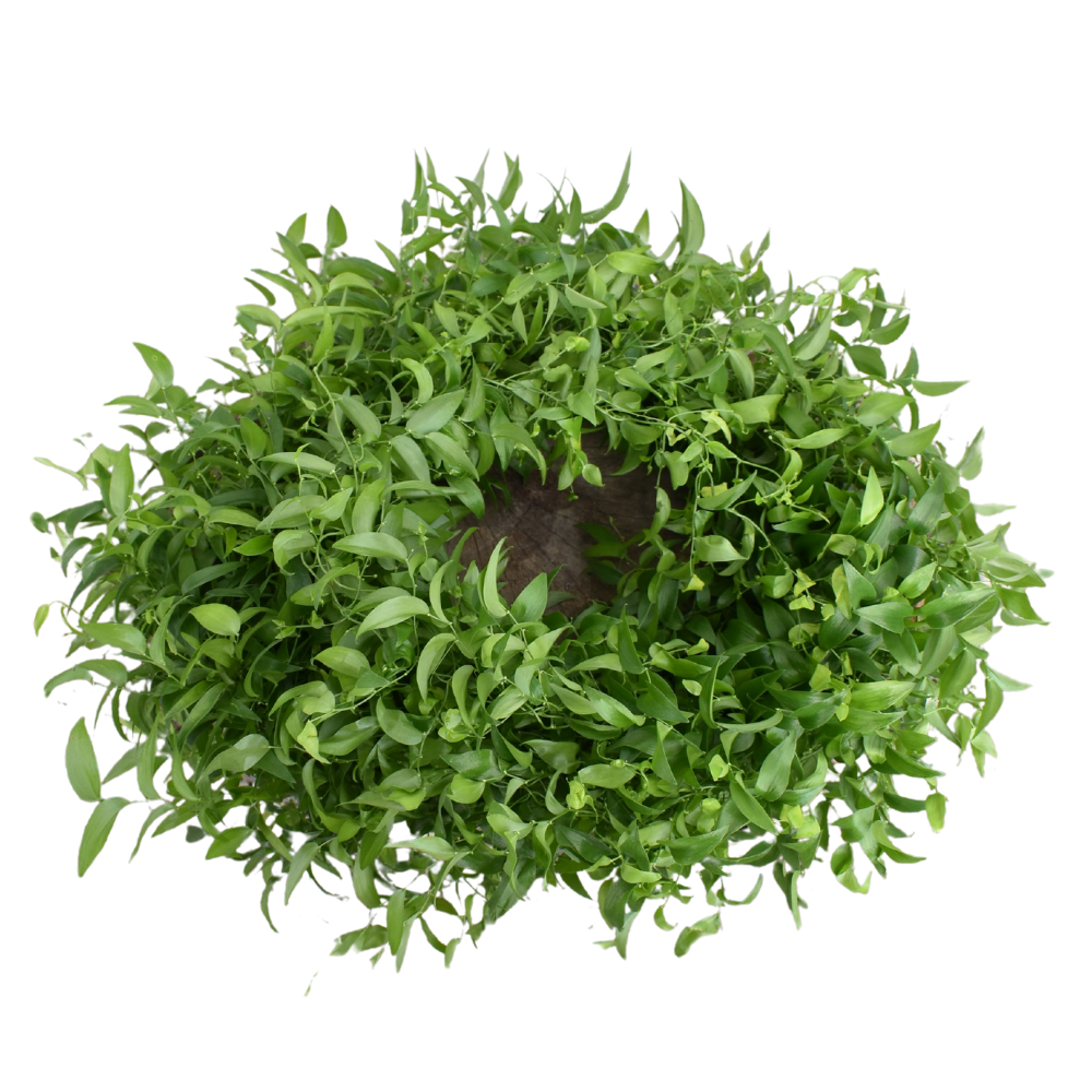 Smilax — wholesale