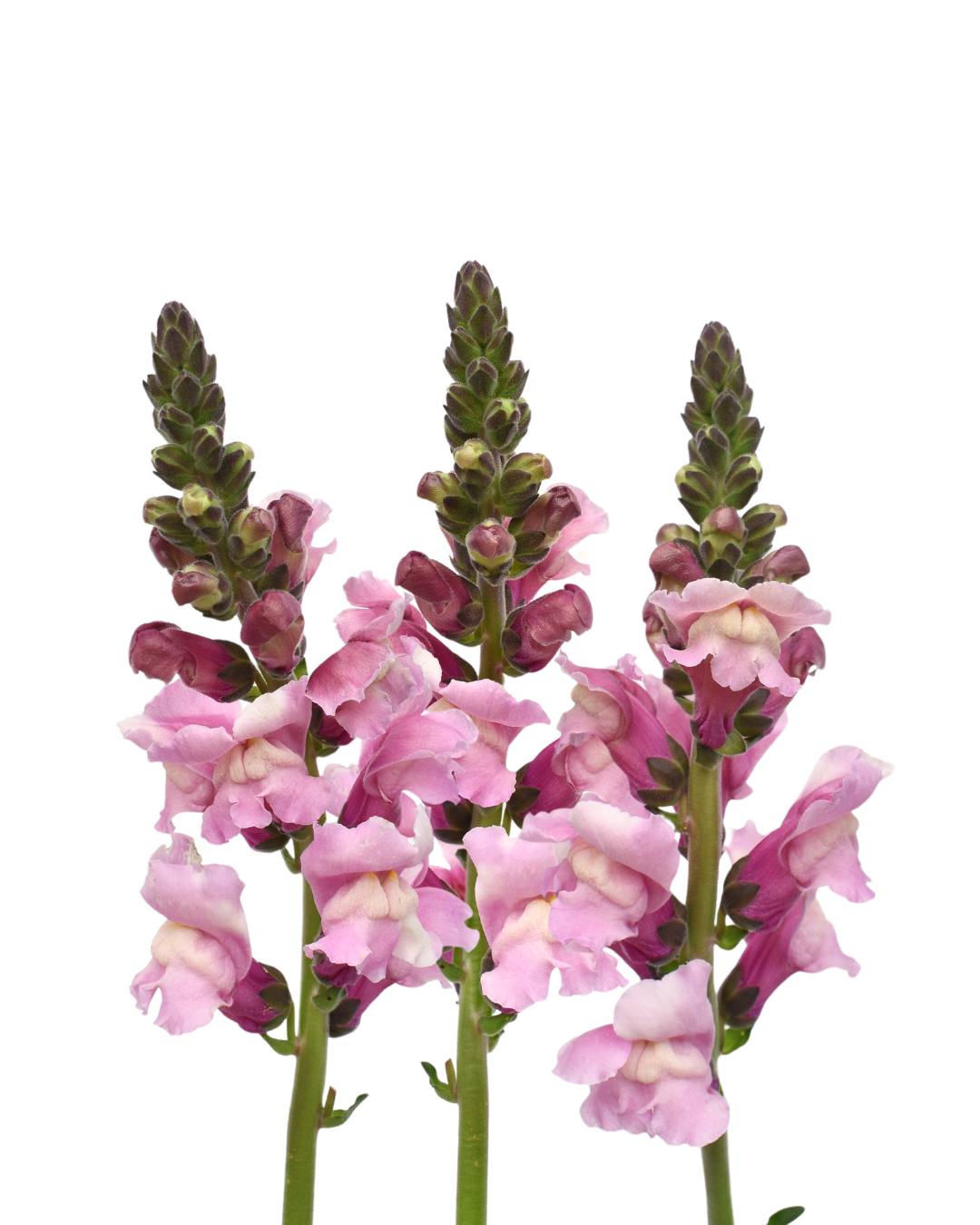 Snapdragon Lilae — wholesale