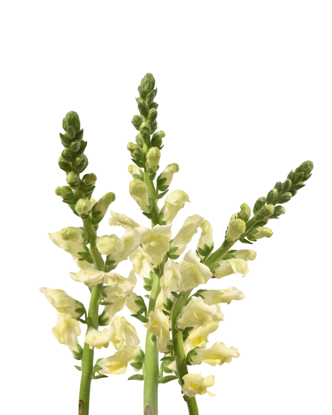 Snapdragon Yellow — wholesale