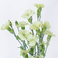 Solomio Bernie Dianthus — wholesale