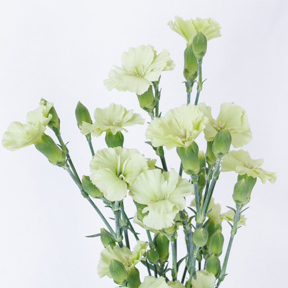 Solomio Bernie Dianthus — wholesale