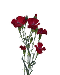 Solomio Eddo Dianthus — wholesale