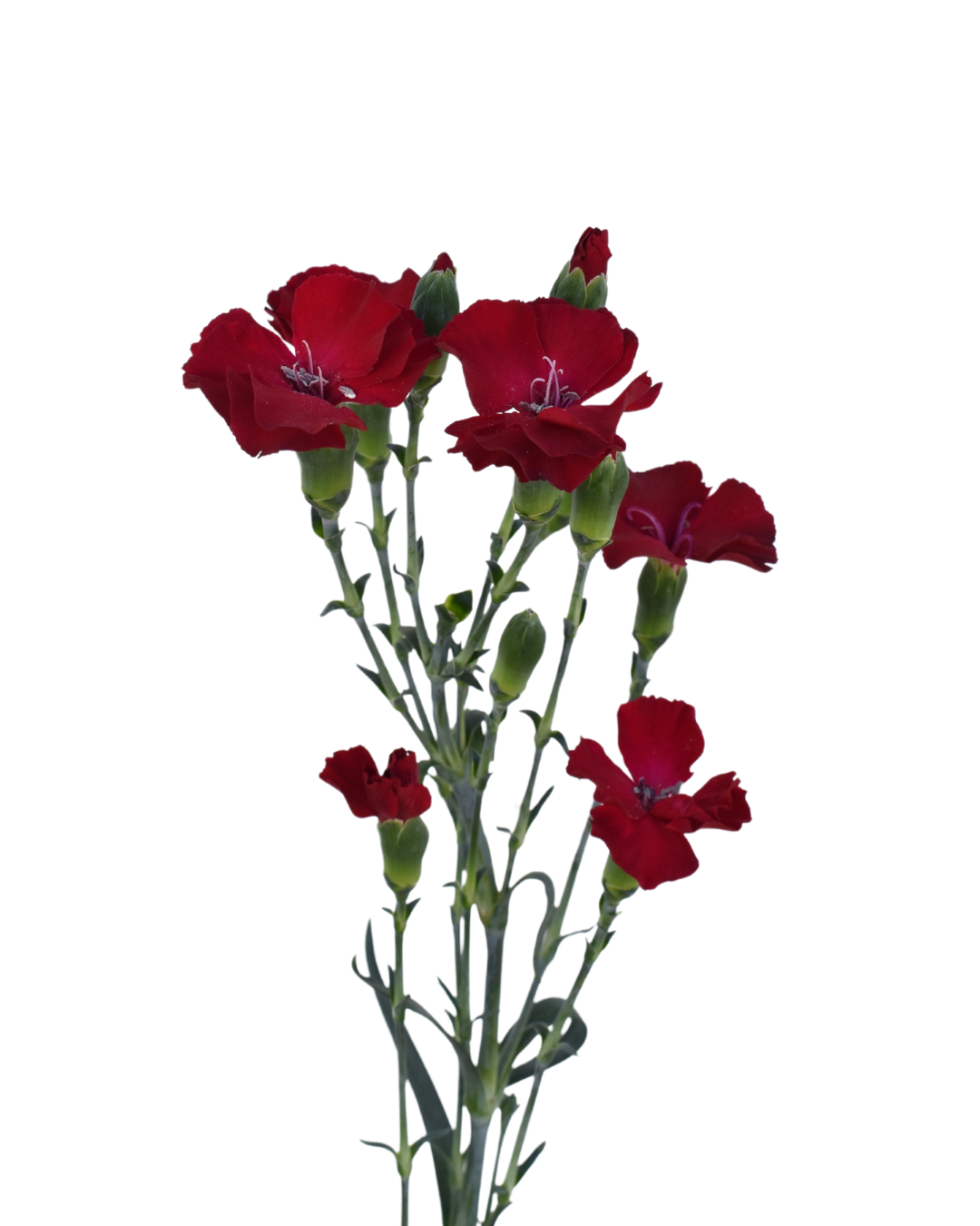 Solomio Eddo Dianthus — wholesale
