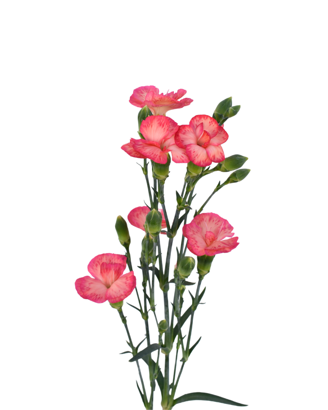 Solomio Fen Dianthus — wholesale