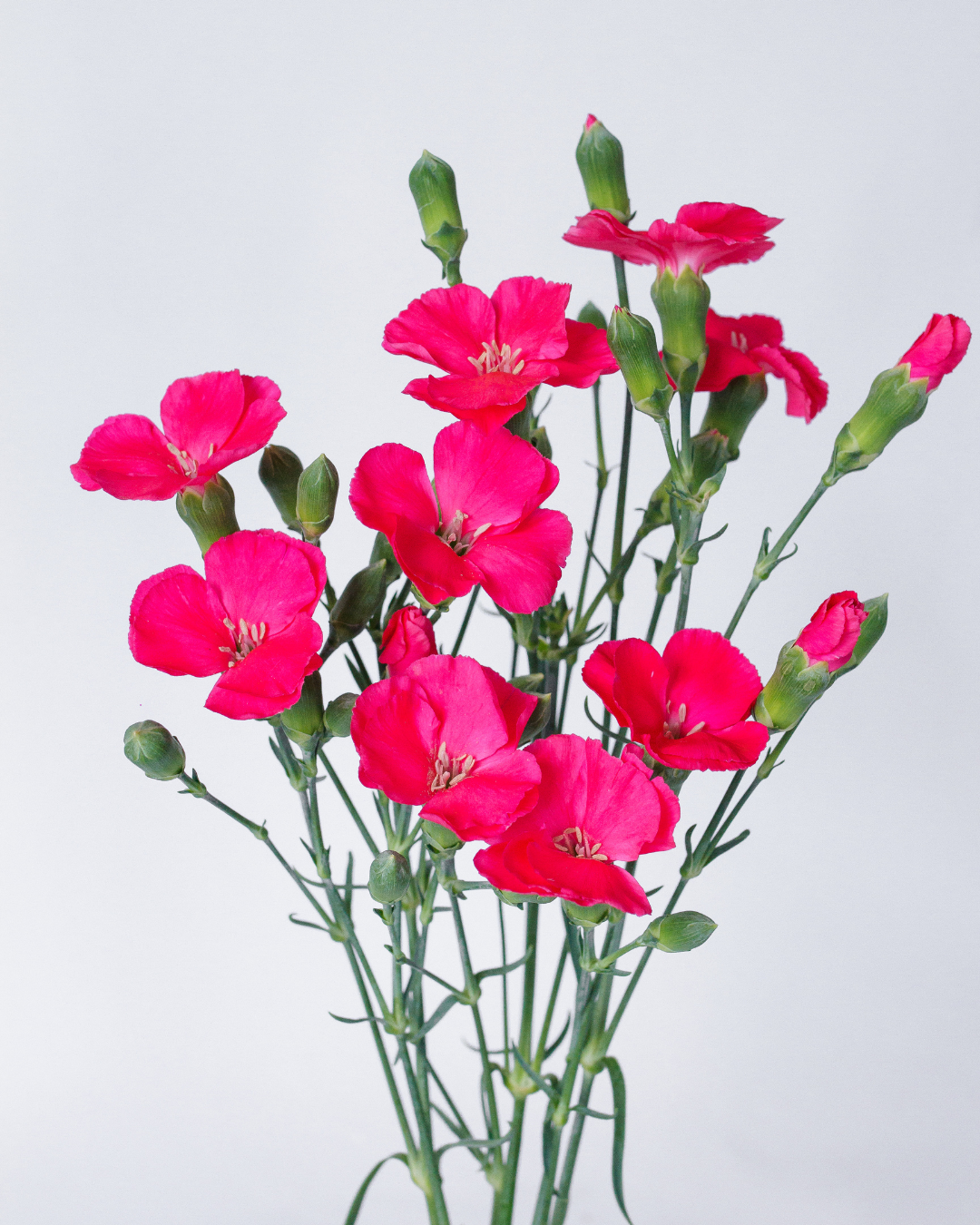 Solomio Imre Dianthus — wholesale