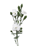 Solomio Lex Dianthus — wholesale