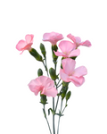 Solomio Rose Dianthus — wholesale