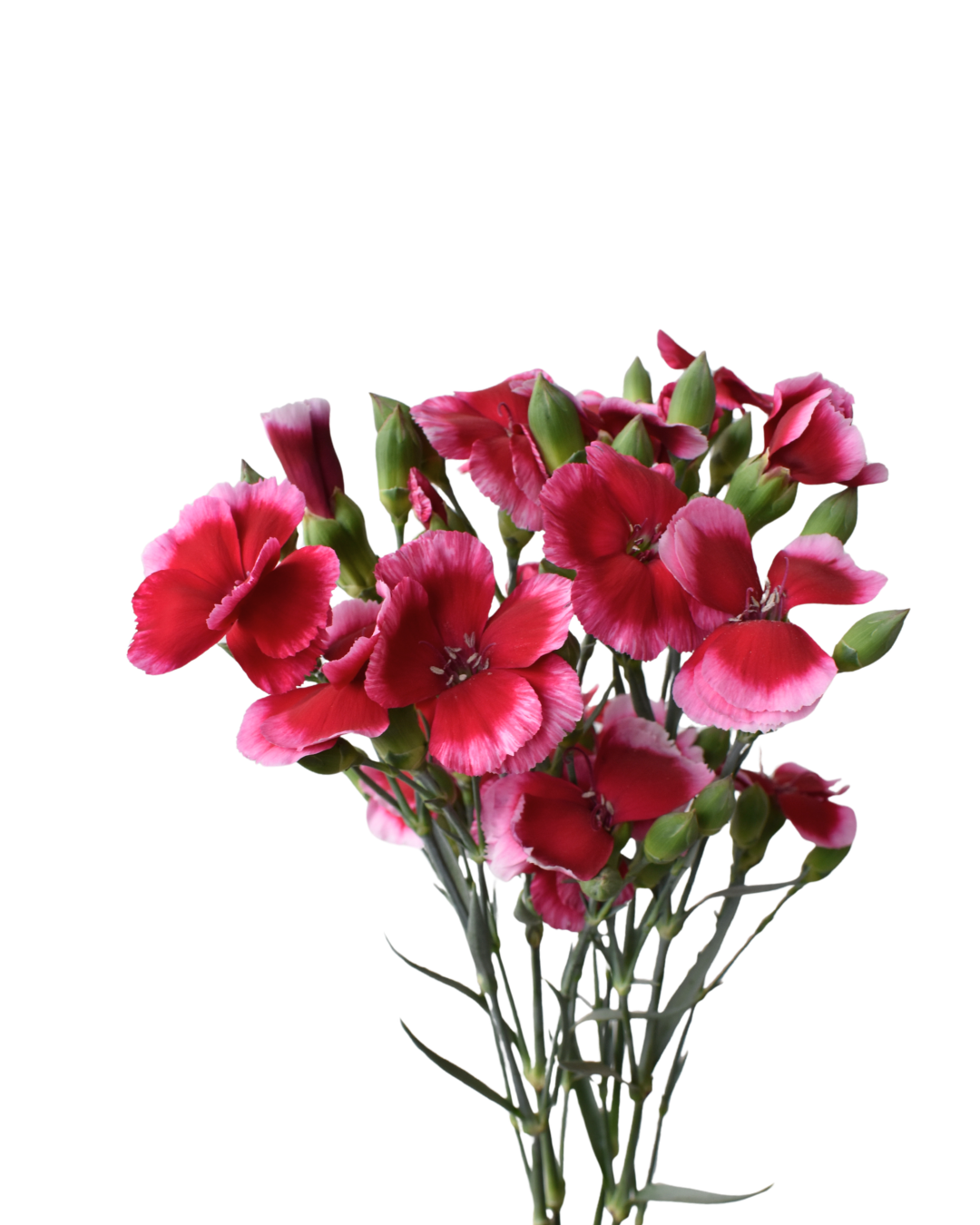 Solomio Sem — wholesale