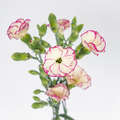 Tino 2 Dianthus — wholesale