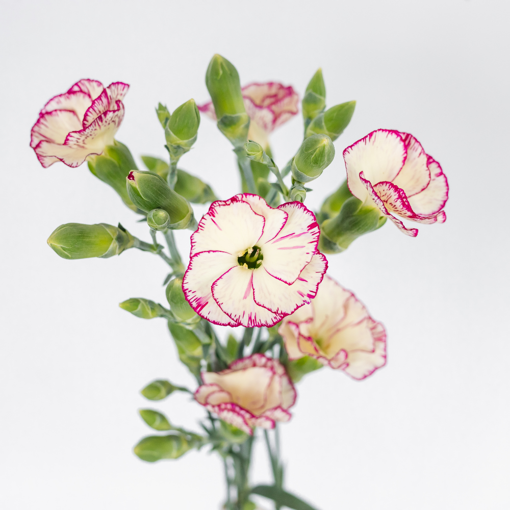 Tino 2 Dianthus — wholesale