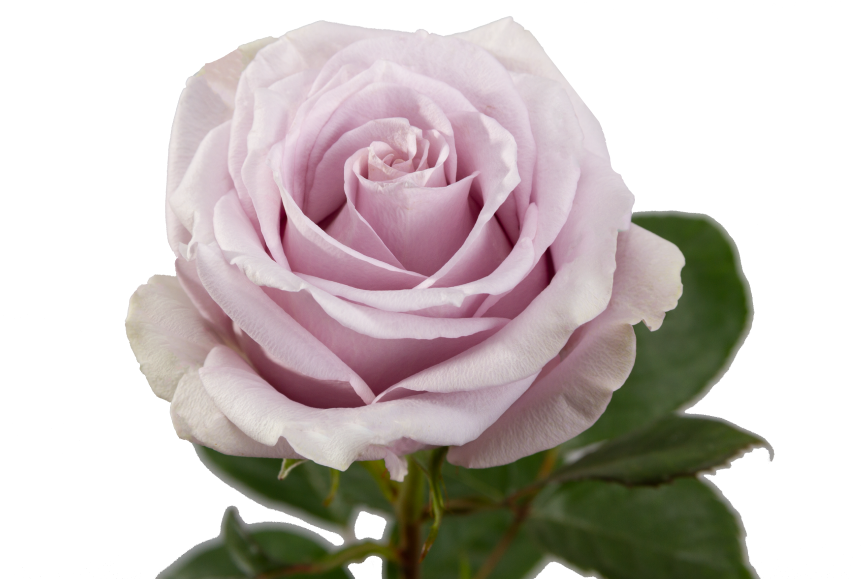 Silvery Light Rose, wholesale lavender roses