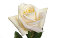 Soul Rose, wholesale cream roses
