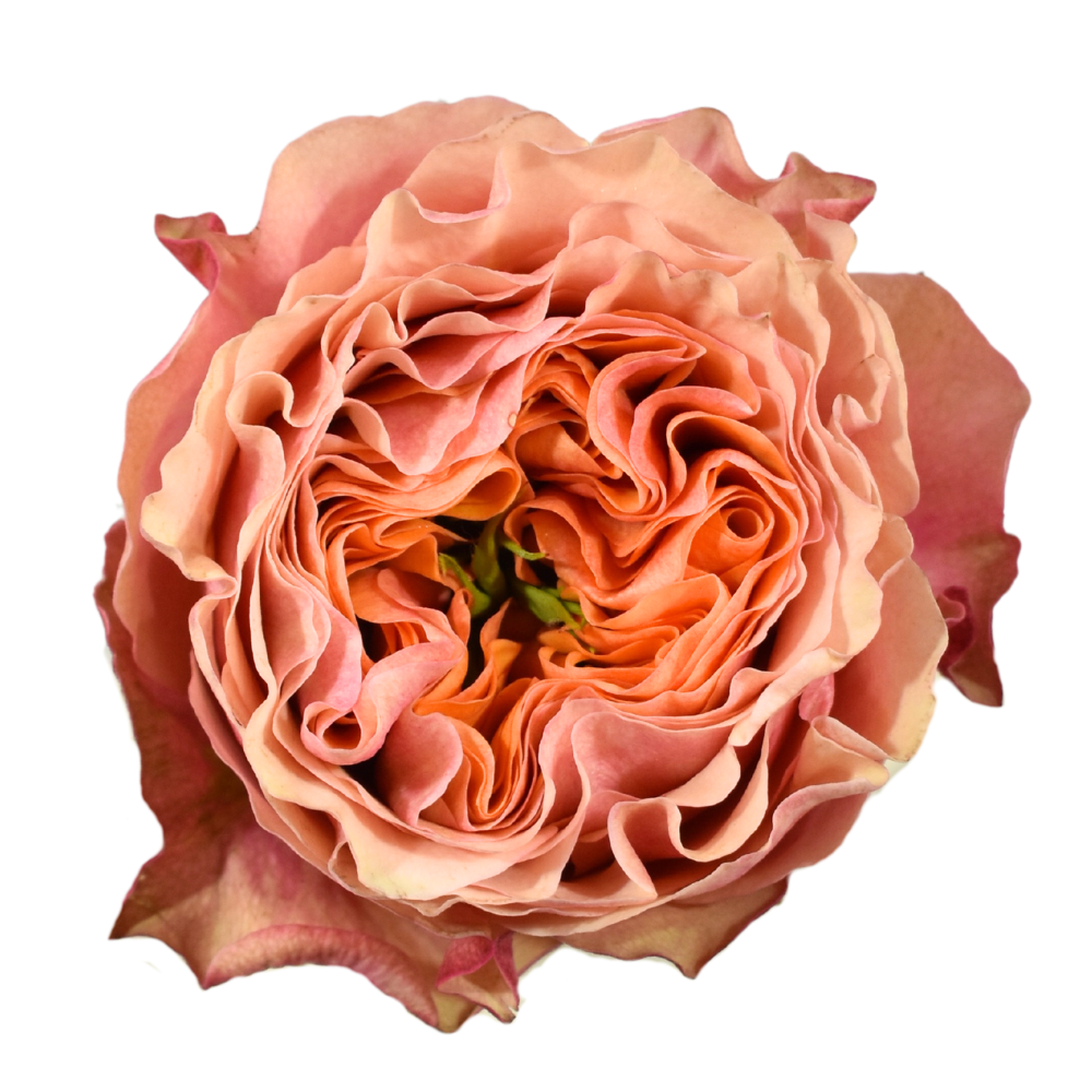 South Park — wholesale roses