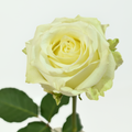 Southern Belle — wholesale