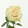 Spectra — wholesale roses