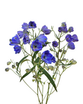 Spray Delphinium Sunshine — wholesale