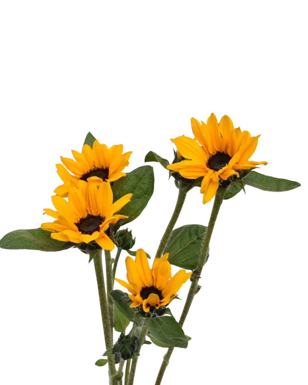 Spray Sunflower — wholesale