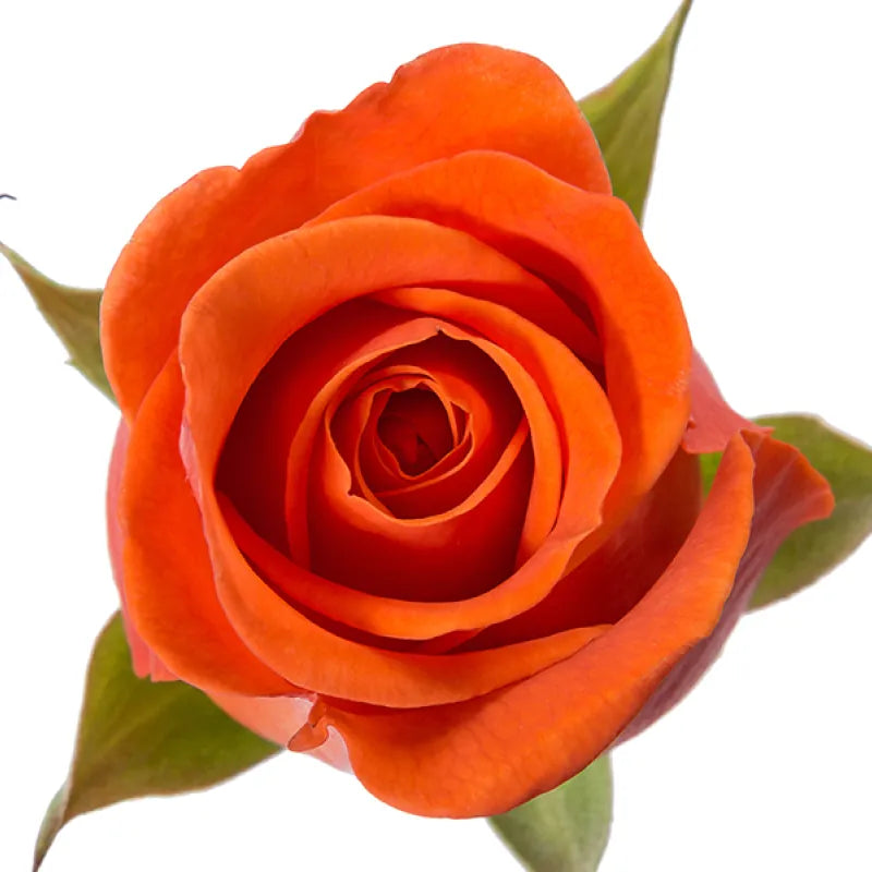 Spritz Rose