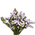 Statice Lavender — wholesale