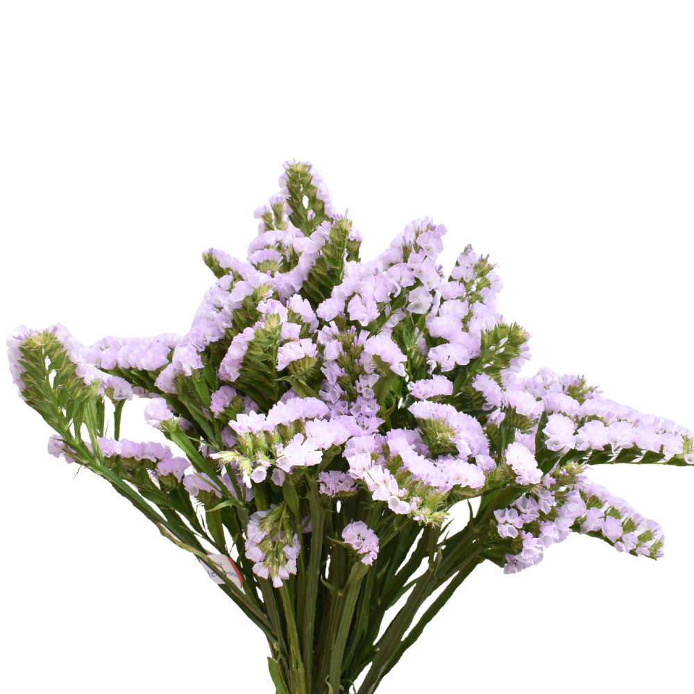 Statice Lavender — wholesale