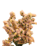 Statice Sinzii Peach — wholesale