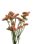 Statice Sinzii Coral — wholesale