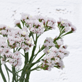 Statice Sinzii Silver — wholesale roses