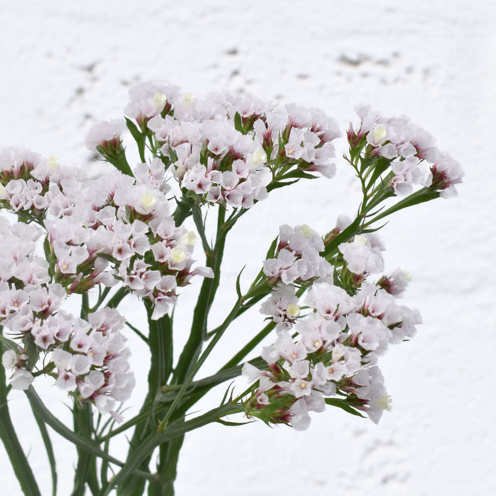 Statice Sinzii Silver — wholesale roses