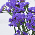 Statice Sinzil Deep Purple — wholesale roses