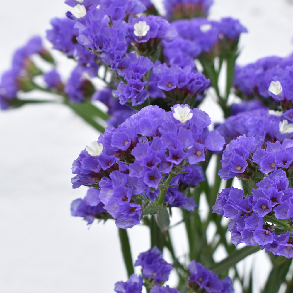 Statice Sinzil Deep Purple — wholesale roses