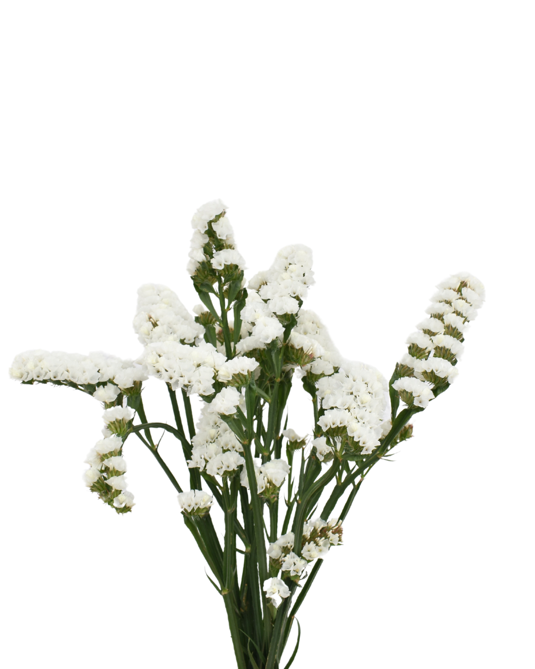 Statice White — wholesale roses