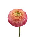 Success Cloni Charleston Ranunculus — wholesale
