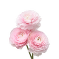 Success Cloni Favola Ranunculus — wholesale