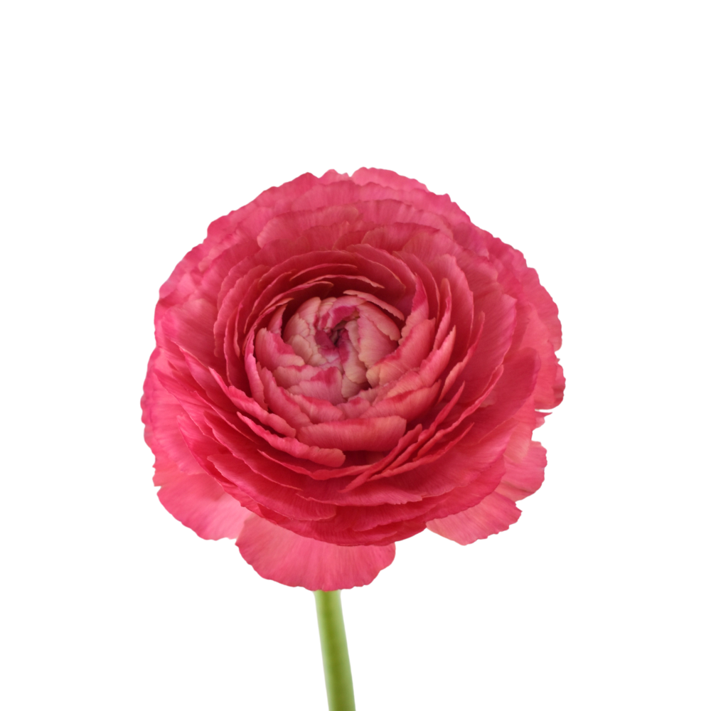 Success Cloni Fragolino — wholesale roses