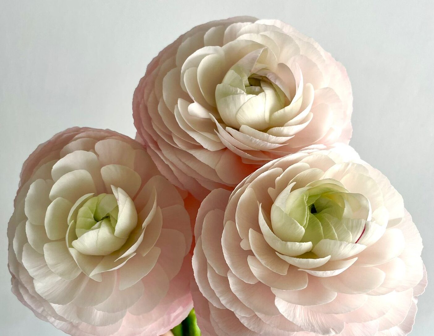 Success Cloni Lady Pink — wholesale roses