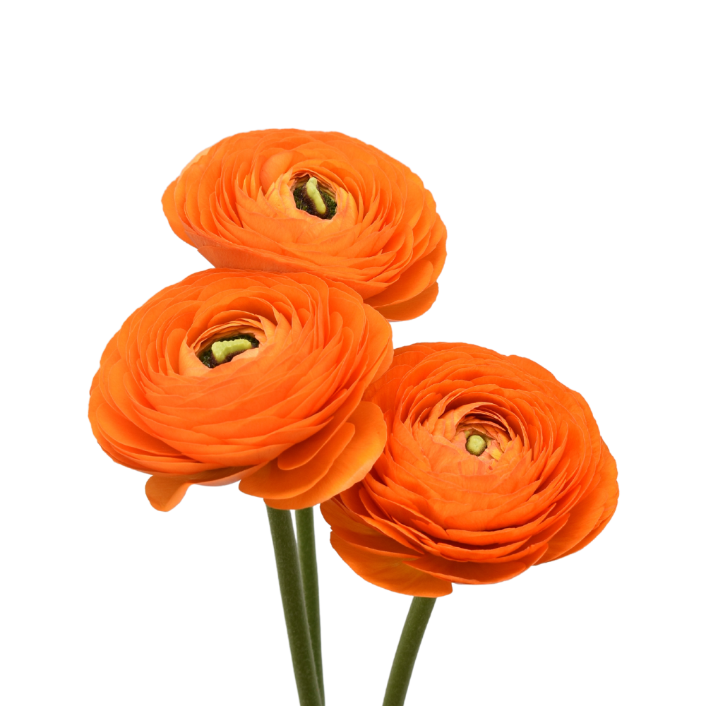 Lambada Ranunculus — wholesale