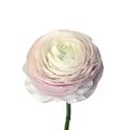 Success Cloni Nebbia Ranunculus — wholesale