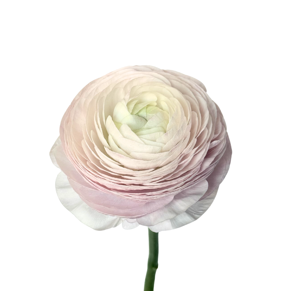 Success Cloni Nebbia Ranunculus — wholesale