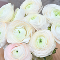 Success Hanoi Ranunculus — wholesale