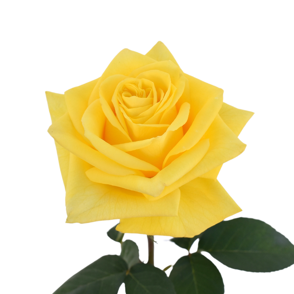 Sunday Morning — wholesale roses