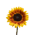 Sunflower Helios Flame — wholesale