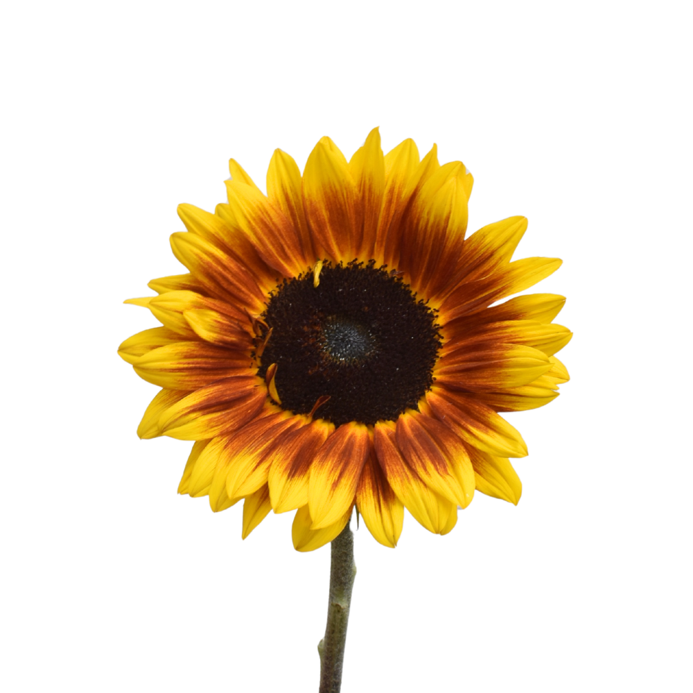 Sunflower Helios Flame — wholesale